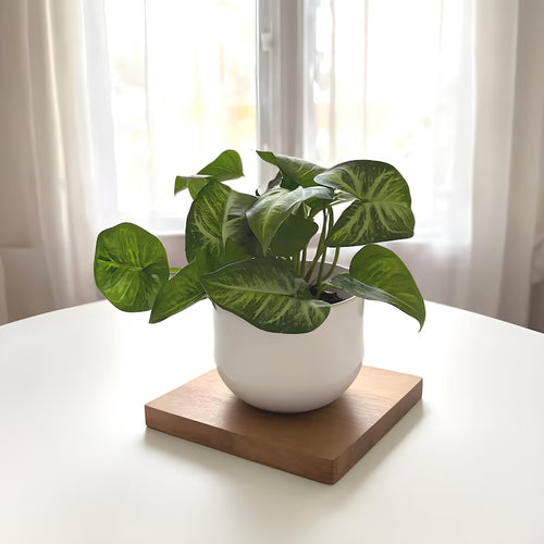 Artificial Syngonium Arrowhead Plant